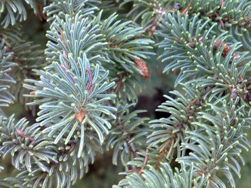 Un Abete grande con strobili piccoli - Tsuga sp.